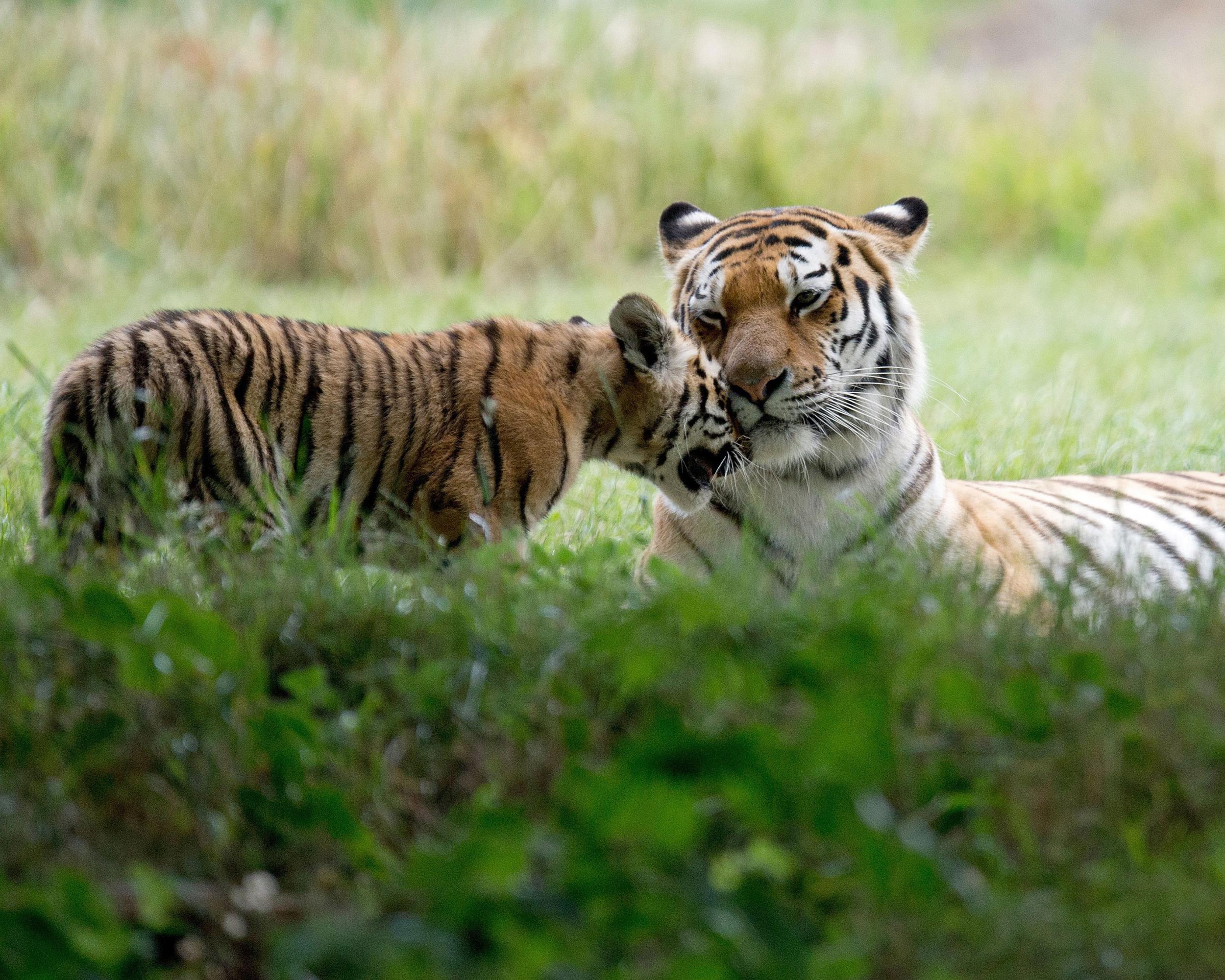 attraction-Teuk Chhu Zoo Beautiful Tiger.jpg